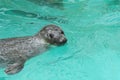 Seal in the water (eared seals, Otariidae)