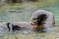 seal in the water Royalty Free Stock Photo