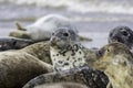 Seal in wild grey seal colony Royalty Free Stock Photo