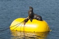 Seal on Yellow Bouy