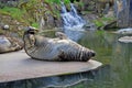 Seal in the zoo Royalty Free Stock Photo