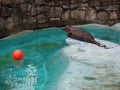 Seal at the zoo. A common seal, Phoca vitulina, is near the pool and wants to play with a red ball. The animal is in Royalty Free Stock Photo