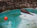 Seal at the zoo. A common seal, Phoca vitulina, is near the pool and wants to play with a red ball. The animal is in Royalty Free Stock Photo