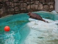 Seal at the zoo. A common seal, Phoca vitulina, is near the pool and wants to play with a red ball. The animal is in Royalty Free Stock Photo