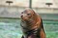 SEAL - ZOO - HUNGARY Royalty Free Stock Photo