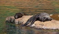 Seal at the zoo