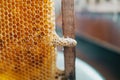 Sealed in mother liquor working bee. Close-up honeycomb cells. breeding of queen bees. Royal jelly in queen cell Royalty Free Stock Photo