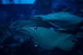 Sealife in aquarium with scate on to foreground in blue water Royalty Free Stock Photo