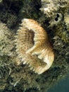 Sealife : feather duster worm