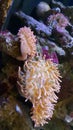 Sealife of some orange coralls