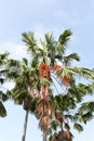 Sealing wax palm with red fruit