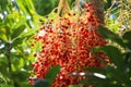 Sealing wax palm red seeds growth on tree with daylight