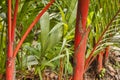 Sealing Wax Palm Singapore