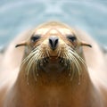 Sealion Royalty Free Stock Photo