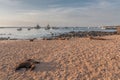 Sealion on the beach in San Cristobal Galapagos Royalty Free Stock Photo