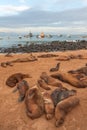 Sealion on the beach in San Cristobal Galapagos Royalty Free Stock Photo