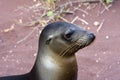 Sealion In The Galapagos Islands