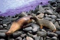 Sealion Pup Nursing Galapagos Islands Royalty Free Stock Photo
