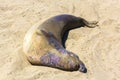 Sealion relaxing at a beach in California