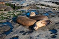 sealion relaxing in wildlife at sea rock. sealion in wildlife at ocean. california sealion in wildlife