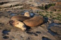 sealion relaxing in wildlife at sea rock. sealion in wildlife at ocean. california sealion in wildlife