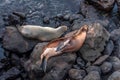 Sealion in San Cristobal Beach in Galapagos Royalty Free Stock Photo