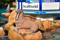 Sealion statue and Seaworld sign at Seaworld Theme Park.