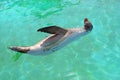 Sealion in turquoise water Royalty Free Stock Photo