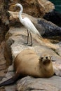Sealion and white bird resting on the rocks Royalty Free Stock Photo