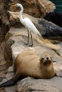 Sealion and white bird resting on the rocks