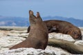 Sealion yawning while sunbathing and relaxing in the bay of Kaikoura