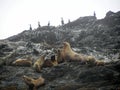 Sealions and cormorants on rock Royalty Free Stock Photo