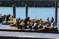 sealions family in the port Royalty Free Stock Photo