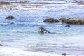 Sealions fighting in the ocean Royalty Free Stock Photo