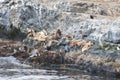 Sea lions in Beagle channel, Ushuaia, Tierra del Fuego