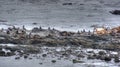 Sealions on rocks off the Pacific coast. Royalty Free Stock Photo