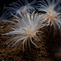 Sealoch anemone, Protanthea simplex. Loch Linnhe, Diving, Scottish West Coast