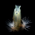 Sealoch anemone, Protanthea simplex, and vase tunicate, Ciona intestinalis. Loch Leven, Scotland