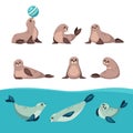 seals animal set. north antarctica animals, cute funny cartoon characters, seals lying in different poses on the seabank