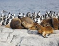 Seals in Antarctica Royalty Free Stock Photo