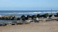 Seals Basking on the Coast