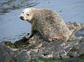 Seals basking in the harbor of Rathlin island