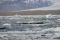 Seals basking in the sun. Glacier and glacial ice floating in glacial lagoon, Jokursarlon lagoon, Iceland