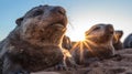 Seals Basking in Sunrise Glow on Rocky Shore Royalty Free Stock Photo