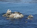 Seals in the Bay Royalty Free Stock Photo