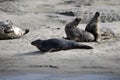 Seals of the Bay of Authie in France Royalty Free Stock Photo