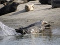 Seals of the Bay of Authie in France Royalty Free Stock Photo