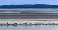 Seals in the bay of Somme Royalty Free Stock Photo