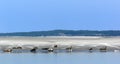 Seals in the bay of Somme Royalty Free Stock Photo