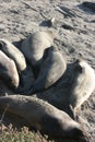 Seals on beach